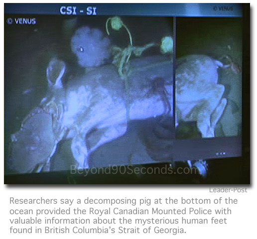Dead pig underwater