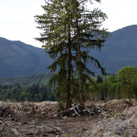 May 15th photos: Oso mudslide IMG_0065-featured