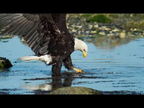 Awesome Bald Eagle Photos by Christian Sasse