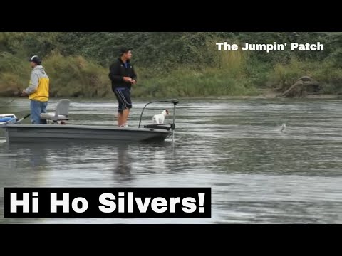 The Jumpin&#039; Patch (Salmon jumping on the Snohomish River)