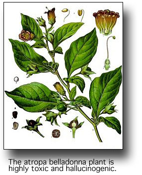 Belladonna plant