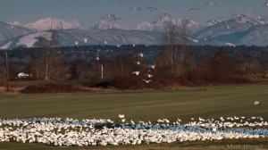 Snow Geese gathering in farm field in Snohomish, WA.
