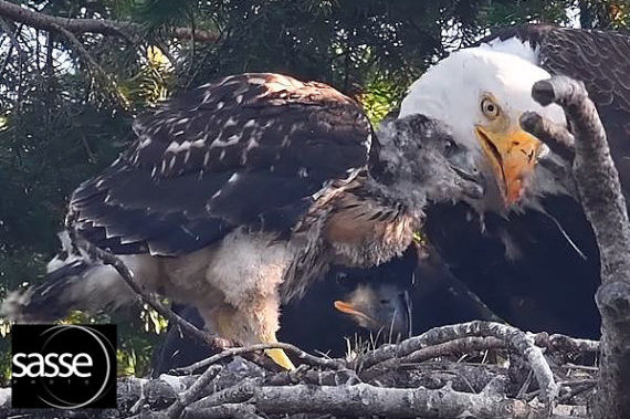 An adult bald eagle with eaglet and hawklet in a nest located on Vancouver Island, Canada.